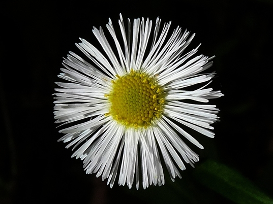 {Erigeron philadelphicus}